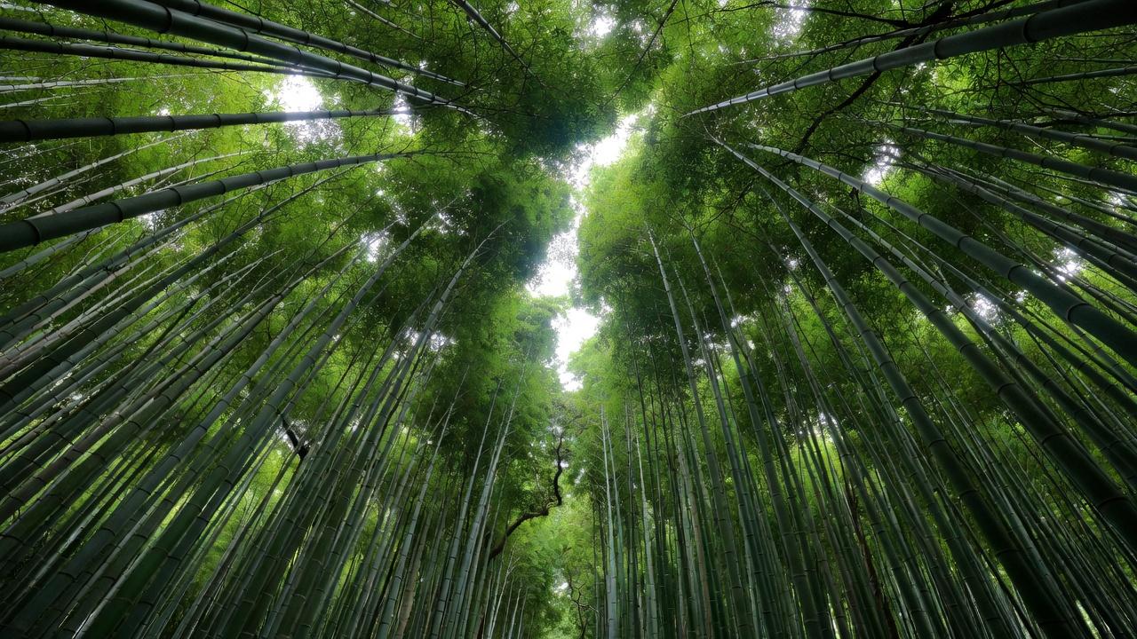 Arashiyama