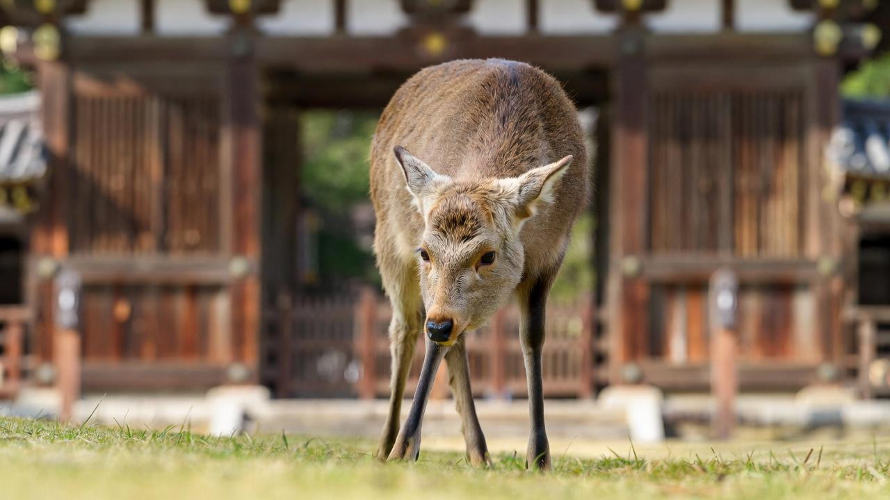 Nara day trip from Kyoto