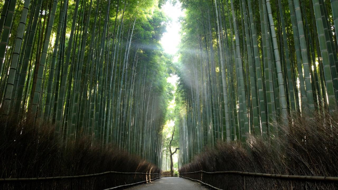 Sunlight filtering through towering bamboo stalks in Arashiyama grove