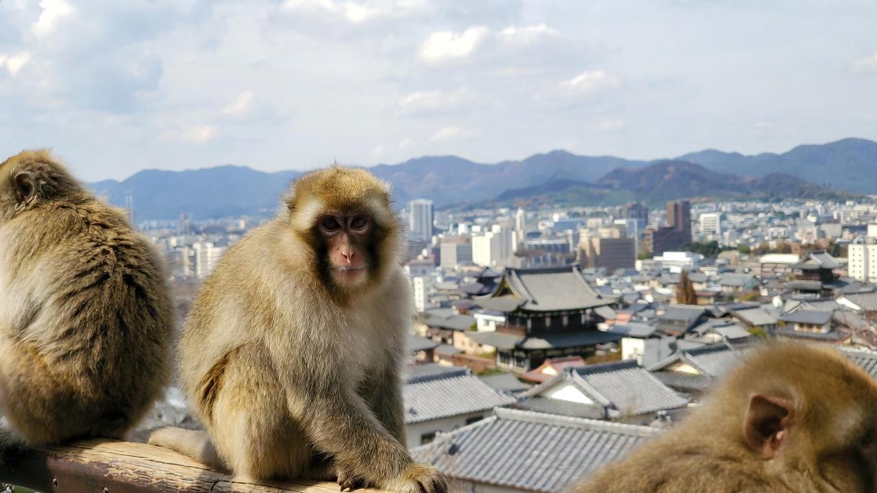 Iwatayama Monkey Park